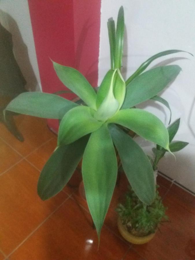 דירות לימה La Quilla House מראה חיצוני תמונה